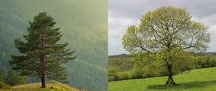  NZ Radiata Pine vs. American White Ash